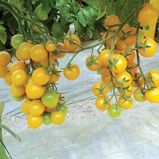 เมล็ดพันธุ์ มะเขือเทศเชอรี่ โกลด์นักเก็ท (Gold Nugget Cherry Tomato Seed) บรรจุ 30 เมล็ด คุณภาพดี ของแท้ 100%