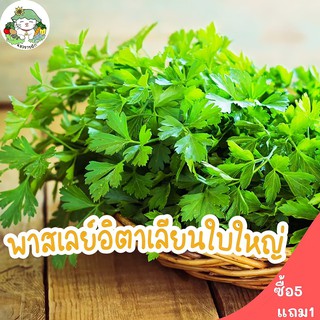 เมล็ดพันธุ์ พาสเลย์อิตาเลี่ยนใบใหญ่ Flat Leaf Italian Parsley Seed 500เมล็ด เมล็ดพันธุ์แท้100% นำเข้าจากต่างประเทศ ถูกดี