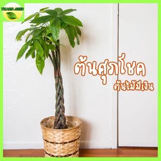 ต้นศุภโชค ไม้มีเงิน (ต้นกล้ายังไม่ถักเปีย) 5แถม1 ต้นถั่วศุภโชค  ต้นศุภโชค money tree