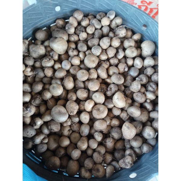 หัวมันเหน็บ มันเห็บ หรือมันไข่ มันพื้นบ้าน หัวกลางสำหรับรับประทาน ถุงละ 1 กิโลกรัม