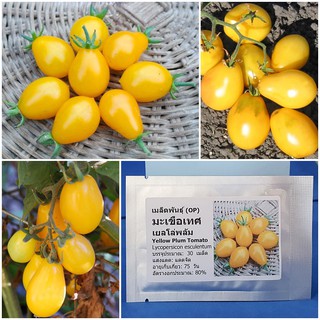 เมล็ดพันธุ์ มะเขือเทศ เยลโล่พลัม (Yellow Plum Tomato Seed) บรรจุ 30 เมล็ด คุณภาพดี ราคาถูก ของแท้ 100%