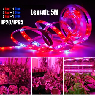 แถบไฟปลูกต้นไม้ Led สเปกตรัม 5 เมตร 12V IP65 IP20 กันน้ํา สีแดง สีฟ้า สําหรับปลูกพืชไฮโดรโปนิกส์ ดอกไม้