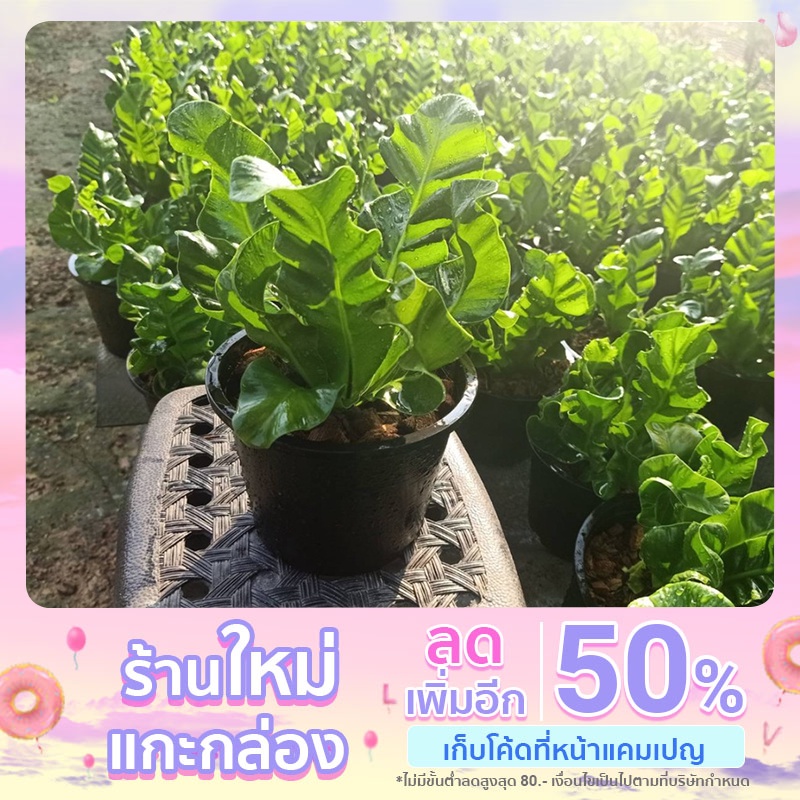 เฟิร์น คอบบร้า กระถาง 5- 5.5 นิ้ว Cobra Bird's nest fern เฟิร์นข้าหลวงคอบบร้า ไม้มงคล ไม้ฟอกอากาศ ลำต้นสูง 20 ซม