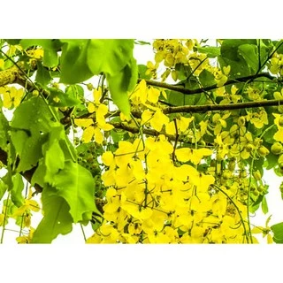 ต้นคูณ ราชพฤกษ์🌼 ดอกสีเหลือง🌼ขนาด20เซน ‼️หากเสียหายเครมฟรี ไม่มีค่าใช้จ่าย‼️