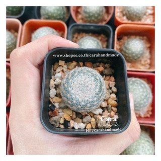 ฟอร์มสวย สีสวยหนามแน่น👸🏻 แมมเลนต้าไม้เมล็ด👸🏻 🌷Mammillaria lenta🌷น่าสะสม เวลาออกดอกน่ารัก