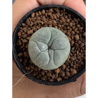 🌵โลโฟโฟร่า โคหเรสซิอาย  2 cm
