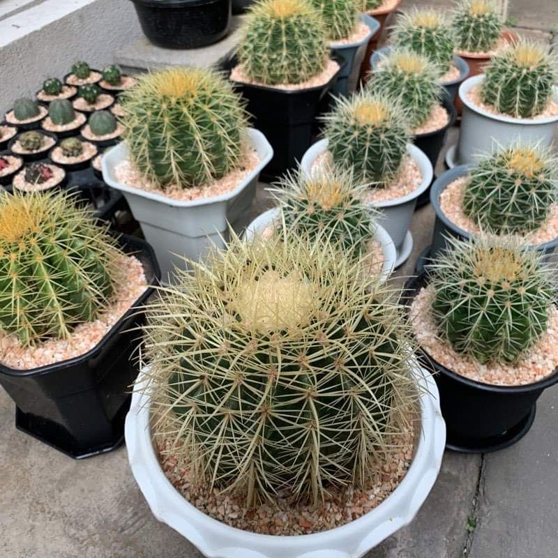 ใส่โค้ด BYJAME100 ลดทันที 10% [ถูกสุด] Cactus ถังทอง 16 ซม กระบองเพชร แคคตัส ไม้มงคล