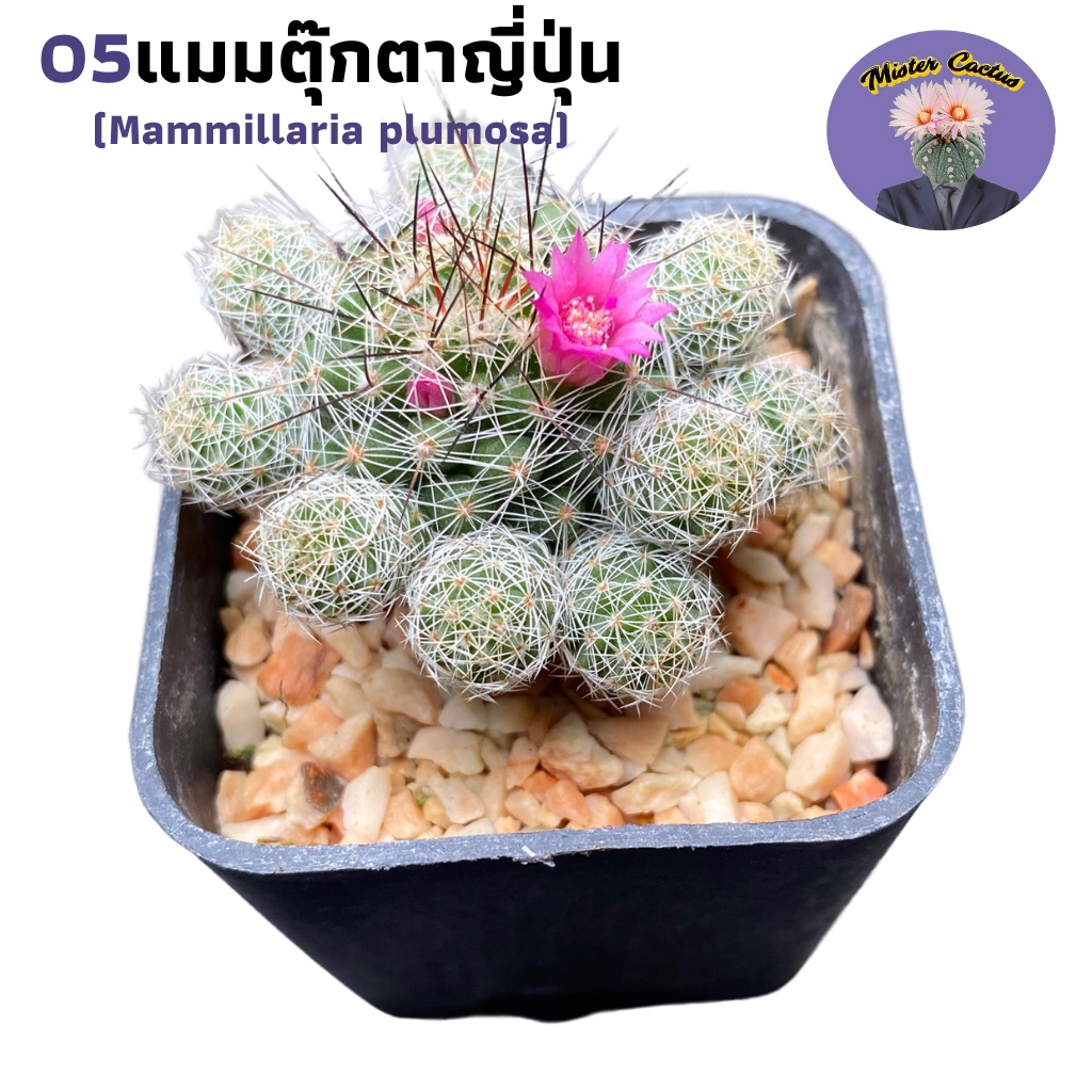 แมมตุ๊กตาญี่ปุ่น (Mammillaria plumosa)