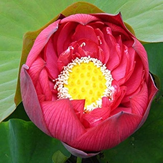 2 เมล็ด เมล็ดบัว สีแดง ดอกใหญ่ นำเข้า บัวนอก สายพันธุ์เมล็ดบัว Lotus seeds