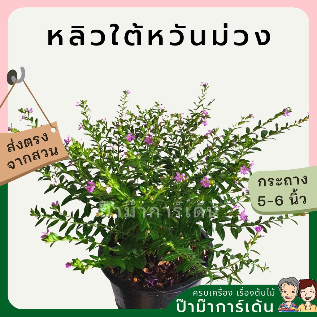 มุมมอง 4