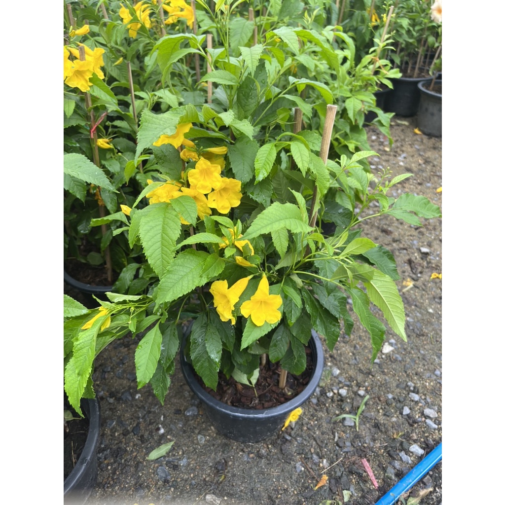 ทองอุไร กระถาง 5-6 นิ้ว – Yellow Elder