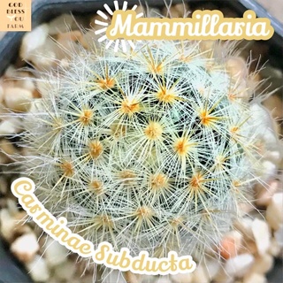 [คาร์มิเน่ซับดัคต้า] Mammillaria Carminae Subducta ส่งพร้อมกระถาง แคคตัส Cactus Succulent Haworthia Euphorbia ไม้หายาก