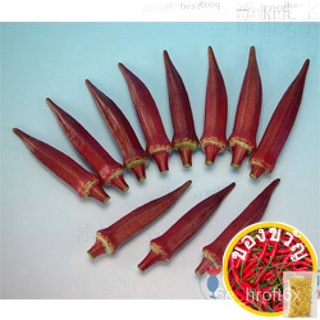 【การปลูกพืชการเกษตร Guohui】สีแดงกระเจี๊ยบเขียวต้นกล้า，10ต้น65ดอลลาร์，เกษตรกรรุ่นหนึ่งผสมพันธุ์พันธุ์ดี（ผักต้นกล้า）สร้อยข