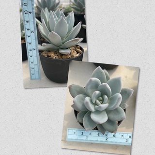 กุหลาบหิน Pachyveria ‘Powder puff’  Succulents ขนาด6+cm