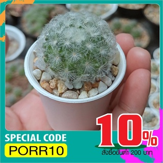 แมมขนนกขาว Mammillaria plumosa ขนาด 3-4 ซม. จัดส่งทั้งกระถาง