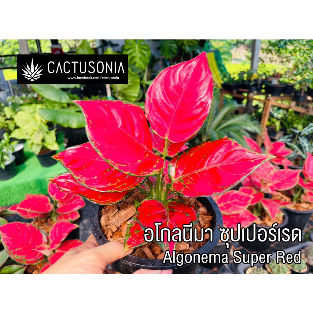 ต้นอโกลนีมา ซุปเปอร์เรด / Aglaonema Super Red