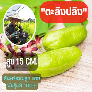 ตะลิงปลิง จัดเซ็ท2ต้น ต้นพันธุ์พร้อมปลูก (ขนาดเล็ก) ตะลิงปลิง สูง 15 ซม. ต้นพันธุ์ตะลิงปลิง เปรี้ยวเปรี้ยว พร้อมส่ง