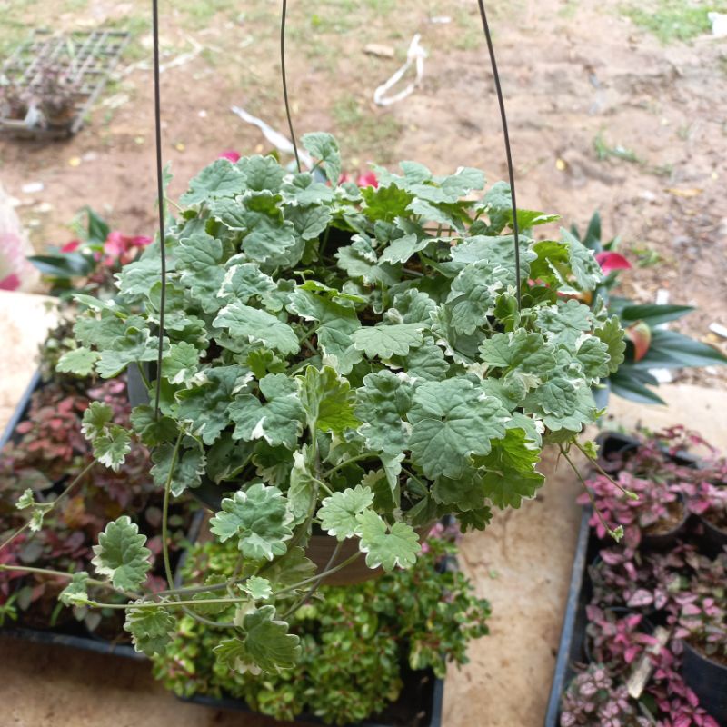 กราวไอวี่ ด่าง Ground Ivy 🌱หูเสือด่างกระถาง4นิ้ว กระถาง8นิ้ว ไม้ฟอมอากาศ หายาก