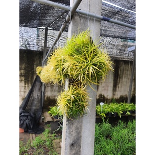 ทิลแลนเซีย รากอากาศ ดูอิท สีเหลือง ทรงบอลลูน ติดtillandsia ทิลแลนเซีย/สับปะรดสี 🌺ทรงกลม ทรงลูกบอล🏐พร้อมลวดแขวน