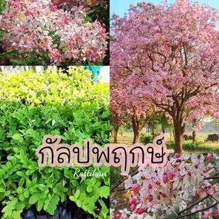 ต้นกล้ากัลปพฤกษ์☘เชต3ต้น100บาท ☘สินค้าพร้อมส่ง(รับประกันสินค้าชำรุด)