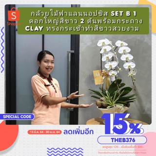 ของขวัญกล้วยไม้จริง ฟาแลนนอปซิสจัดกระถาง สีขาวดอกใหญ่ 2 ต้น ส่งฟรีทั่วไทย รับสินค้าเองที่สถานีขนส่งในแต่ละจังหวัด