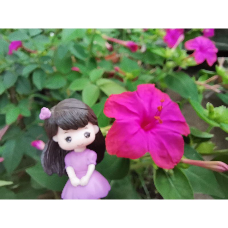 เมล็ดดอกบานเย็นสีชมพูบานเย็น​ ดอกหอม​ บานตอนเย็น​ ไม่ชอบแดดจัด