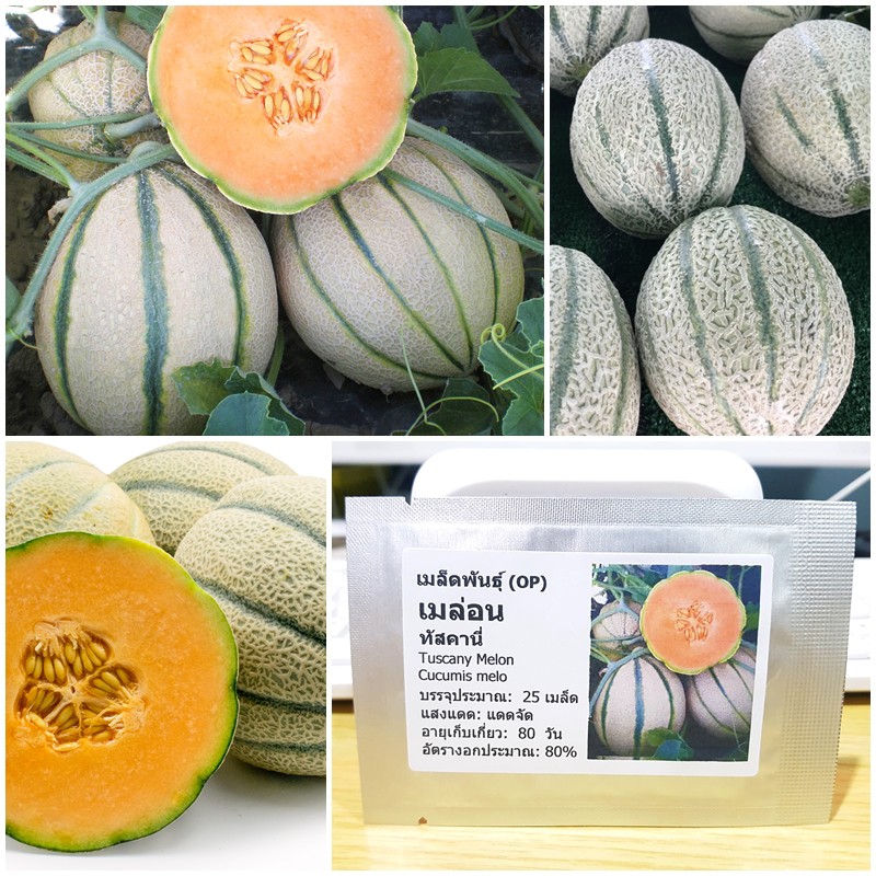 เมล็ดพันธุ์ เมล่อน ทัสคานี่ (Tuscany Melon Seed) บรรจุ 25 เมล็ด คุณภาพดี ราคาถูก ของแท้ 100%