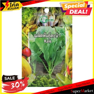 เมล็ดพันธุ์ผักคะน้าใบ กรีน การ์เด้น เมล็ดพันธุ์ KALE SEED GREEN GARDEN ต้นไม้และเมล็ดพันธุ์