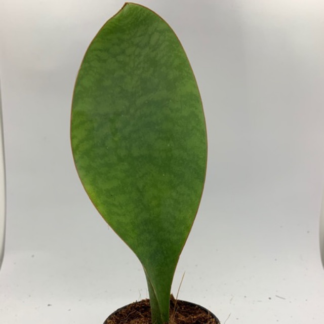 ต้นลิ้นมังกร ครีบปลาวาฬ   ต้นไม้ฟอกอากาศ กระถาง 3 นิ้ว