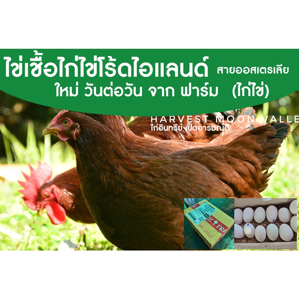 ไข่เชื้อ ไก่ไข่โร้ดไอแลนด์ สายพันธุ์แท้ ไข่นำไปฟัก ไข่ไก่