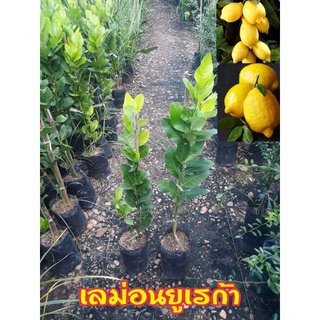 🍋🍋ต้นพันธุ์เลม่อนยูเรก้า🍋🍋