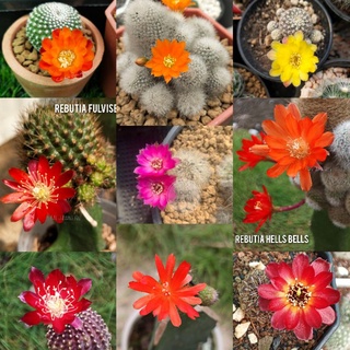 ชุด2 รวมRebutia Sulcorebutia รีบูเทีย ซัลโค ซันคอรีบูเทีย กระถาง 2"-2.5" ส่งทั้งกระถาง