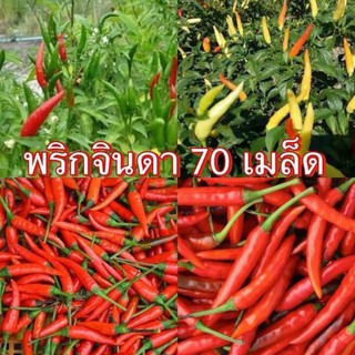 🌶เมล็ดพันธุ์ พริกจินดาแดง เผ็ด[ซื้อ 1 แถม 1 ] 50 เมล็ด+++🌶 พริกสด-แห้ง พริกเขียวแดง เผ็ดมาก เผ็ดกลาง 🌶🌶