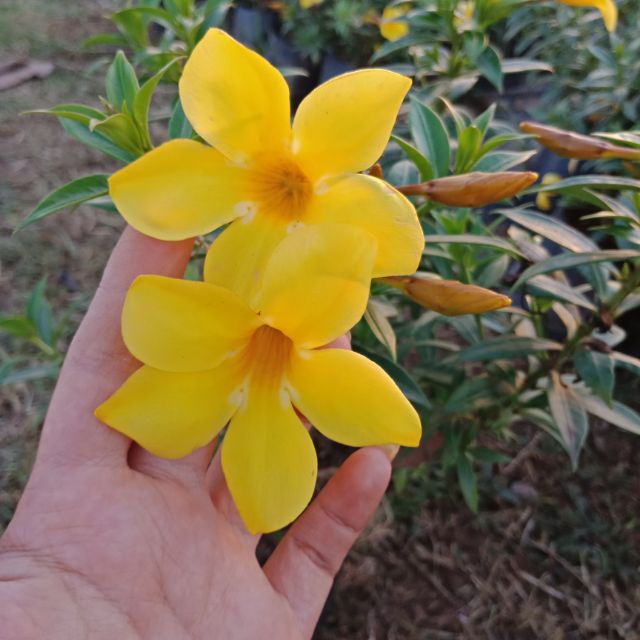 F138 ต้นบานบุรี แคระ ดอกสีเหลือง กลิ่นหอมไม้กลางแจ้ง ออกดอกทั้งปี แบบถุง