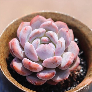 【Ready stock】Succulents Orange Monroe เนื้อส้มขนาดใหญ่เนื้อสร้างสรรค์ดอกไม้กระถางพืชสีเขียวกระถางระเบิดหลายหัว Y0YL