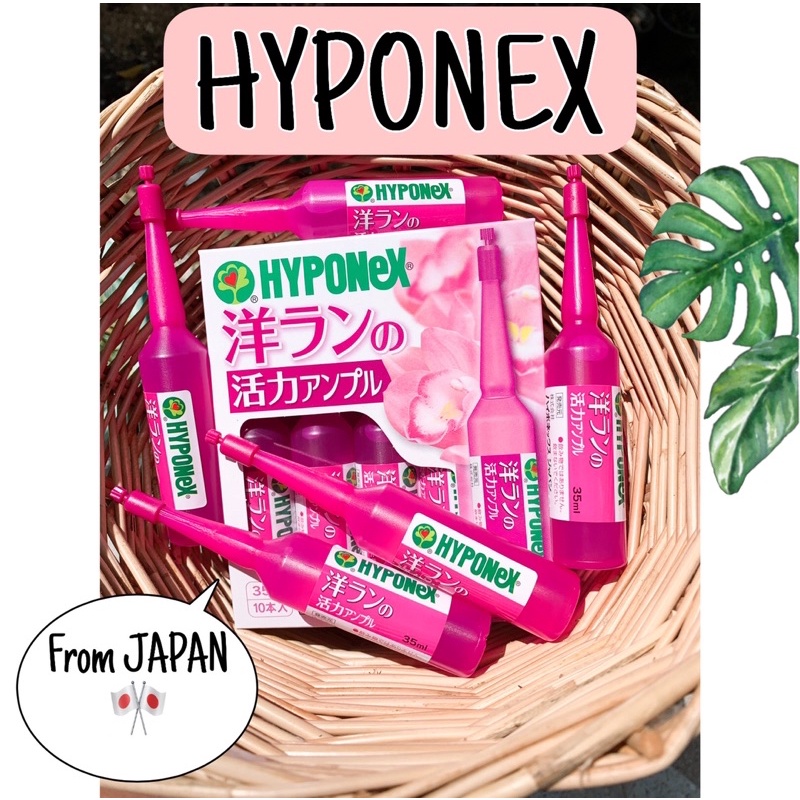 พร้อมส่ง สีชมพู🎉2 กล่อง แถม 1 ขวด🎉  ปุ๋ย Hyponex Ampoel #นำเข้าจากญี่ปุ่น #ปุ๋ยปัก #ปุ๋ยhyponex