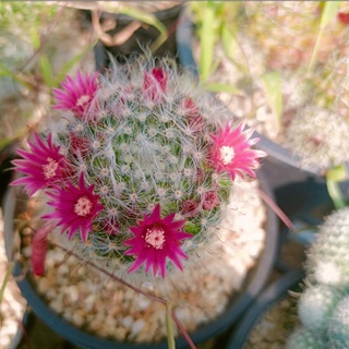 แมมขนแมว ดอกชมพู (Mammillaria plumosa) cactus แคตตัส กระบองเพชร