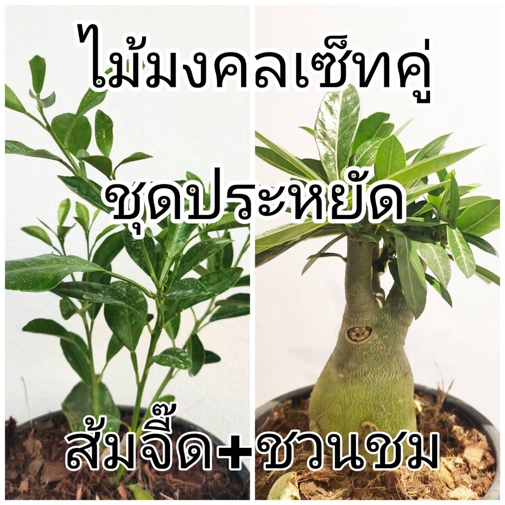 มีประกัน ส่งไว เซ็ทคู่ มงคล ชวนชม+ส้มจี๊ด ปลูกง่าย เสริมความร่ำรวย
