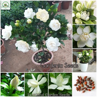 ถูก ใหม่ สายพันธุ์เมล็ดพันธุ์ เม็ดพุด Gardenia Flower Seeds for Planting ต้นไม้ประดับ ดอกไม้จริง พันธุ์ดอกไม้ เมล็ดพั R6