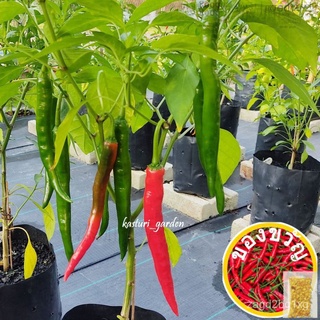 เมล็ด/Biji Benih Cili Besar Kulai / Hybrid Chilli Seeds - 25pcs / Chili Seed / Hot Spicy儿童/生菜/文胸/木瓜/种子/帽子/花园/内裤/芹菜/苹果/ E