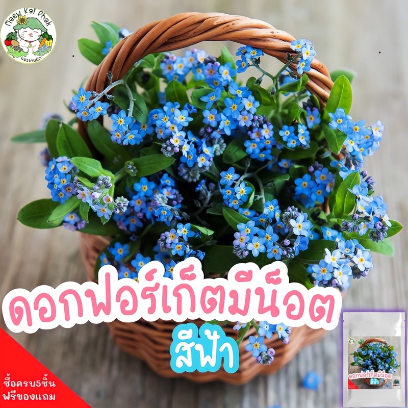 เมล็ดพันธุ์ ดอกฟอร์เก็ตมีน็อต สีฟ้า Forget Me Not 100 เมล็ด เมล็ดพันธุ์แท้ ฟอร์เก็ตมีน็อต นำเข้าจากต่างประเทศ ปลูกดอกไม้