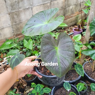 Colocasia  Aloha ส่งยกกระถาง