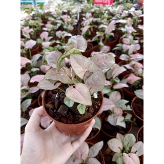 PINK SYNGONIUM ต้นออมชมพู