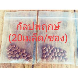 เมล็ดพันธุ์กัลปพฤกษ์(20เมล็ด/ซอง/79บาท)