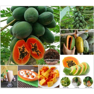 เมล็ดพันธุ์ มะละกอ Papaya Fruit Seeds plants and trees ต้นผลไม้ พันธุ์ผัก ผักออแกนิค พันธุ์ไม้ดอก พันธุ์ไม้ผล ต้นไม้แคระ