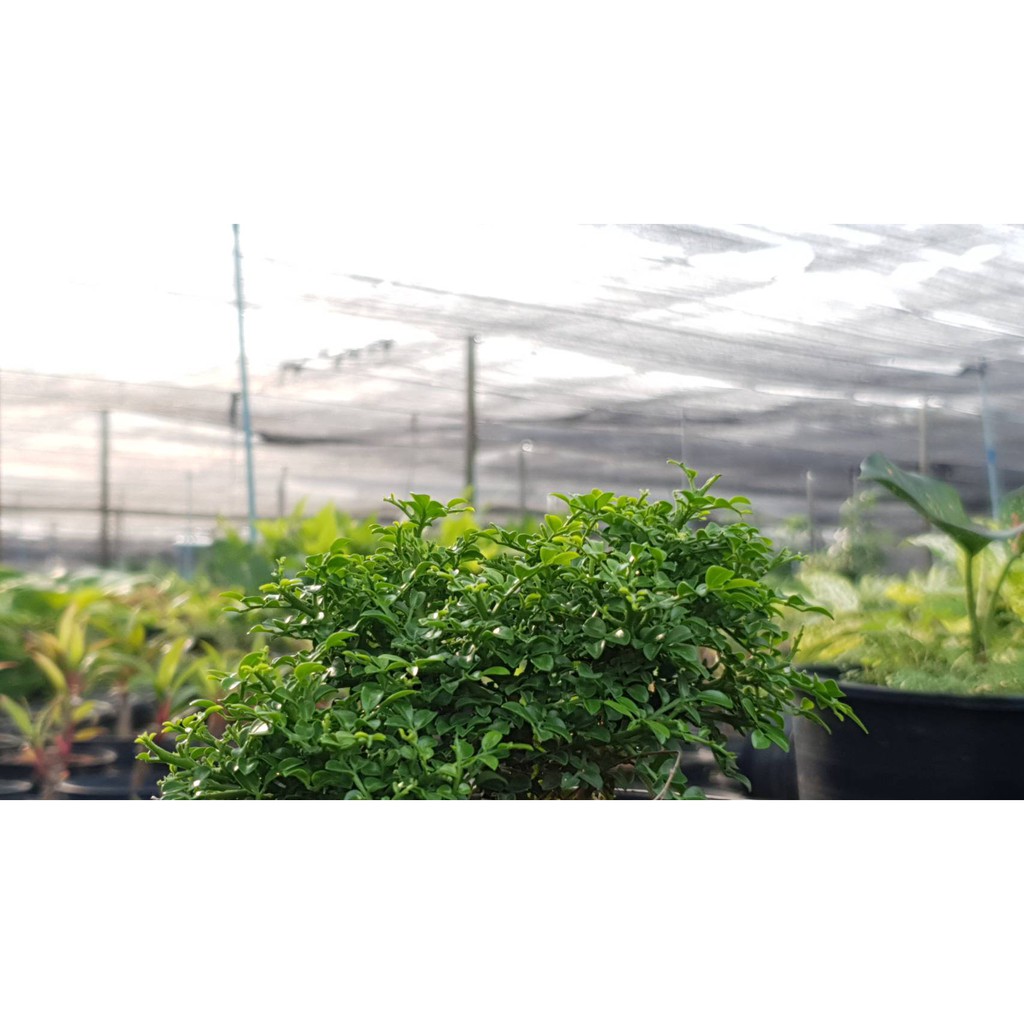 มุมมอง 3