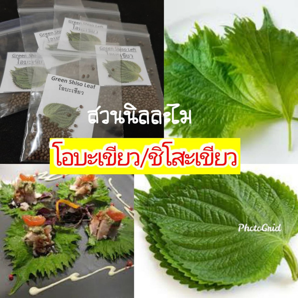 เมล็ดพันธุ์ใบโอบะ /ชิโสะ สีเขียว 100 เมล็ด/1ซอง (มีบริการเก็บเงินปลายทาง)