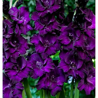 8 หัว/ชุด สีม่วง แกรนดิโอลัส (Gladiolus) หรือดอกซ่อนกลิ่นฝรั่ง เป็นดอกไม้แห่งคำมั่นสัญญา ความรักความผูกพัน ดอกแห่งรักแท้