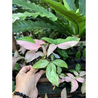 syngonium pink splash หรือ red spot เงินไหลมาด่าง ส่งพร้อมกระถาง 4-5 นิ้ว