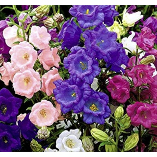 เมล็ดพันธุ์ ดอกระฆัง campanula calycanthema 1000 เมล็ด เมล็ดพันธุ์นำเข้าจาก อังกฤษ